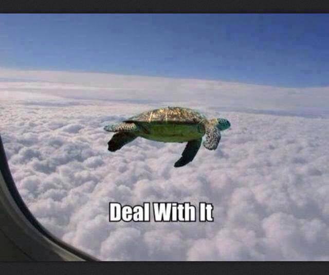 Flying turtle