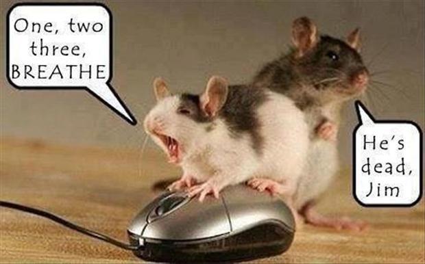 funny mouse rat