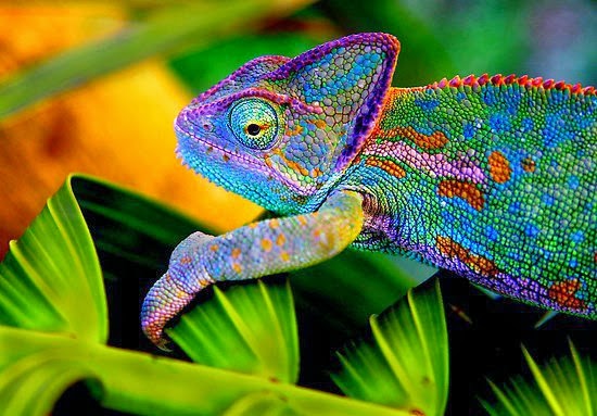 colorful iguana