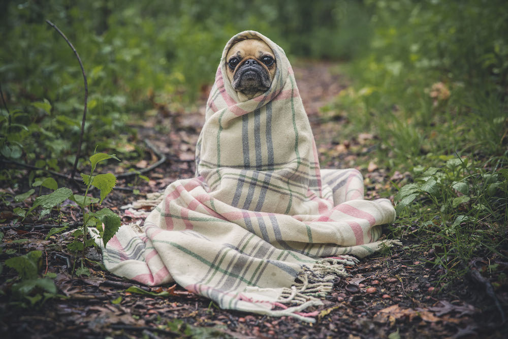 Who Else Wants To Hide Out Under A Blanket All Day?