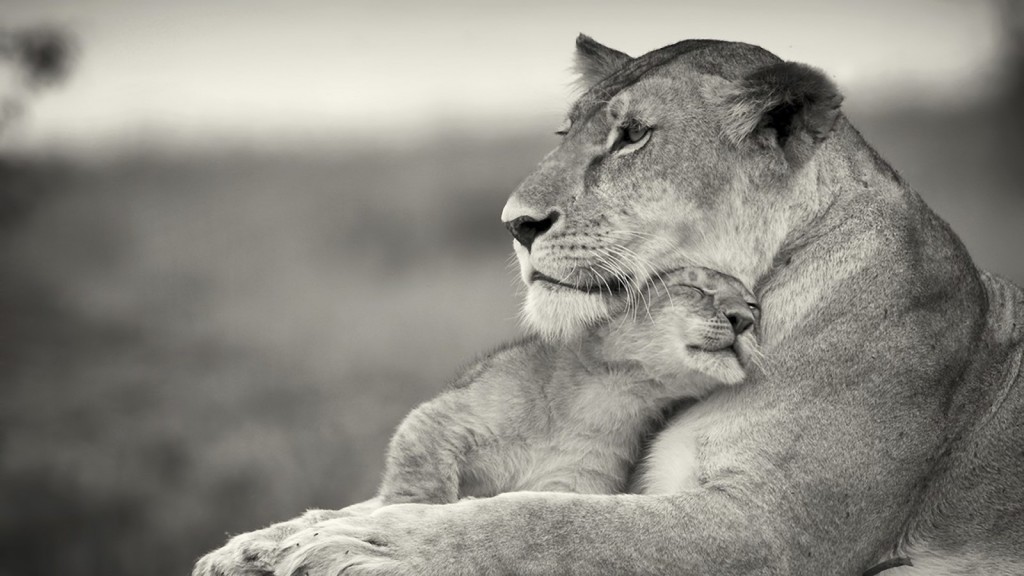 gentle lioness with baby