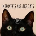 Introverts Are Like Cats