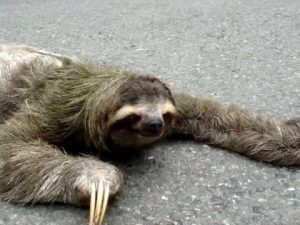 mental burnout sloth