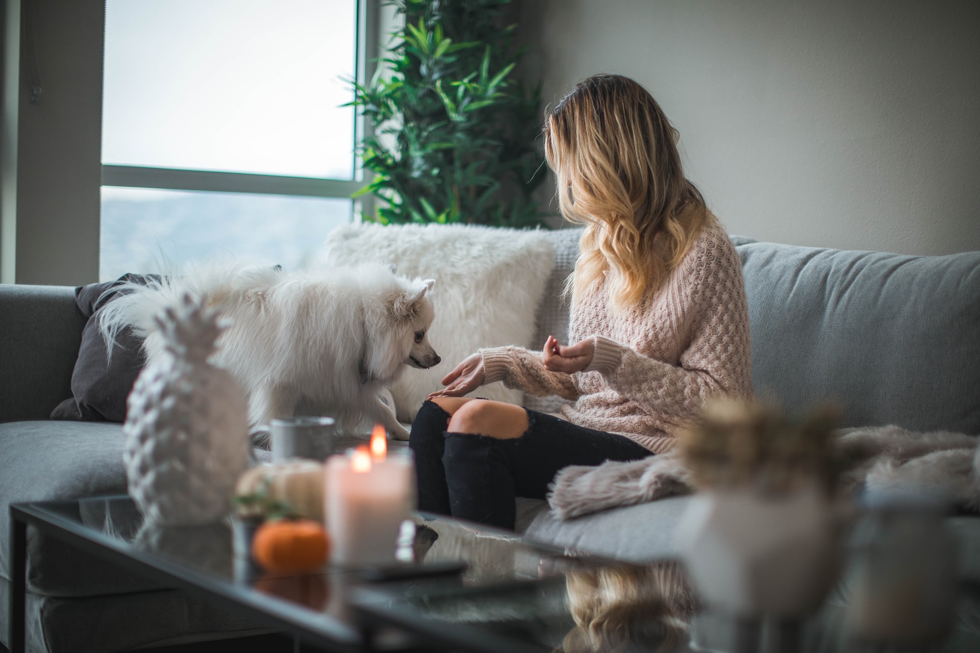 can dogs help with social anxiety