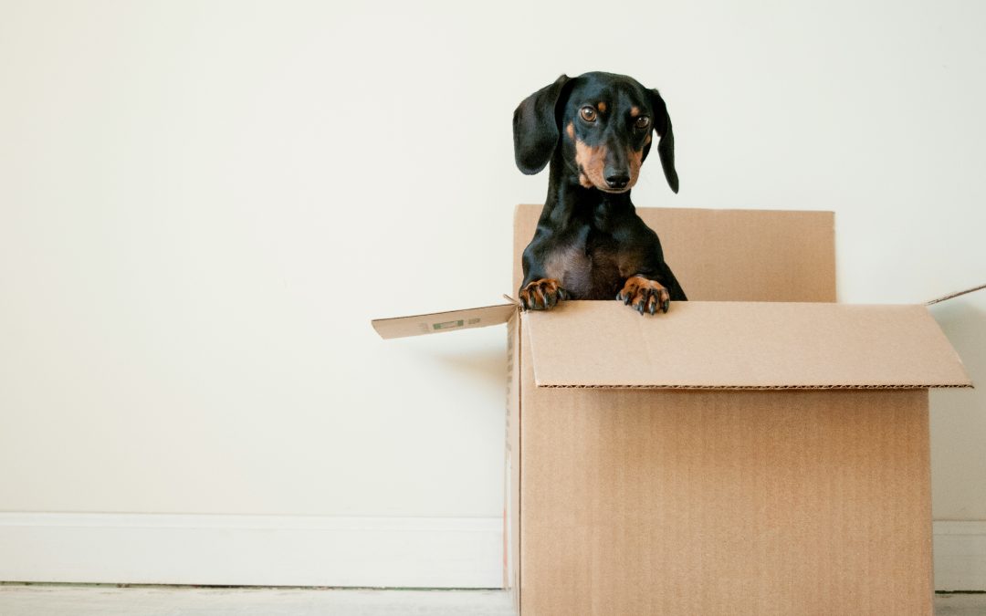 Why Moving Doesn’t Have to Be Draining: A Gentle Approach for Introverts