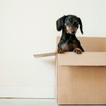 Why Moving Doesn’t Have to Be Draining: A Gentle Approach for Introverts