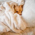 The Introvert Lifestyle in 2026: Quiet Routines That Feel Like You