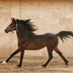 How Introverts Can Evaluate Grand National Tips Without Following the Crowd